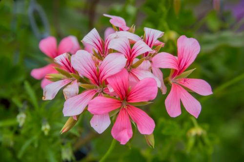 Flowers-in-the-Garden-4