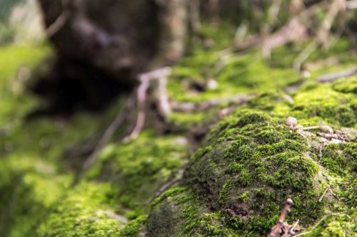 Tiny-Green-Fields