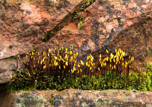 Tiny-Moss-Forest