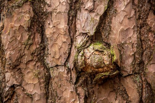 Tree-Knot