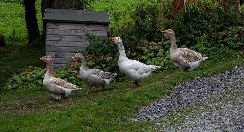 Wales-Llanidloes-9